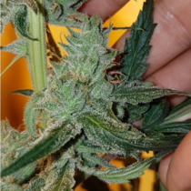 Old School Hazy Jones (Connoisseur Genetics Seeds) Cannabis Seeds