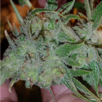 Orange N Mango (Connoisseur Genetics Seeds) Cannabis Seeds