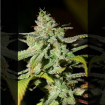 Original Diesel Haze (Connoisseur Genetics) Cannabis Seeds