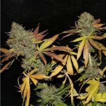 Rainbow Jones Haze (Connoisseur Genetics) Cannabis Seeds