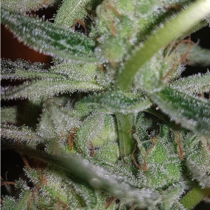 Silver Nevil (Connoisseur Genetics Seeds) Cannabis Seeds