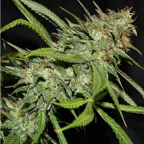Sour Hazy Jones (Connoisseur Genetics Seeds) Cannabis Seeds