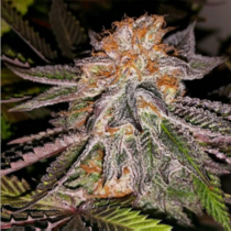 Strawberry Cookies (Connoisseur Genetics Seeds) Cannabis Seeds