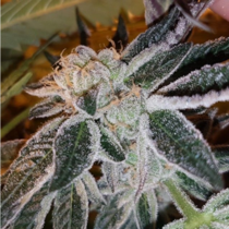 Strawberry Jones Cookies (Connoisseur Genetics Seeds) Cannabis Seeds