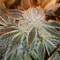 Strawberry N Mango (Connoisseur Genetics Seeds) Cannabis Seeds