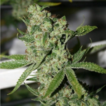 Super Silver Sour Diesel Haze (Connoisseur Genetics Seeds) Cannabis Seeds