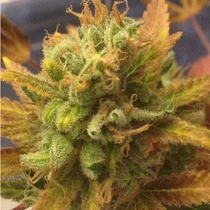 Black Gold (Cream Of The Crop Seeds) Cannabis Seeds