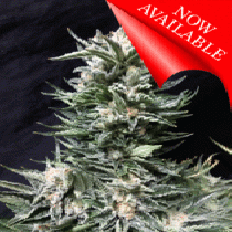 Bruce The Russian (Cream of the Crop Seeds) Cannabis Seeds