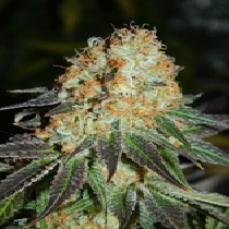 Cash Crop (Cream Of The Crop Seeds) Cannabis Seeds