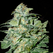 Crop Circle Auto (Cream Of The Crop) Cannabis Seeds