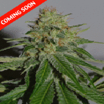 Crop Doctor (Cream Of The Crop) Cannabis Seeds