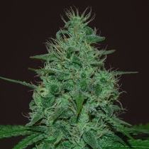 Cropical Fruit (Cream Of The Crop Seeds) Cannabis Seeds
