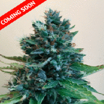 Cropolope (Cream Of The Crop) Cannabis Seeds
