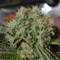Custard Cream (Cream Of The Crop Seeds) Cannabis Seeds