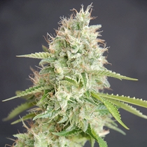 Double Cream (Cream Of The Crop Seeds) Cannabis Seeds