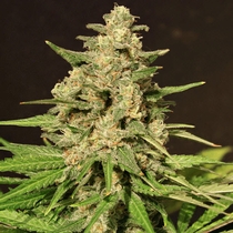 Hybrid X (Cream Of The Crop Seeds) Cannabis Seeds