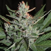 KO Crop (Cream Of The Crop Seeds) Cannabis Seeds