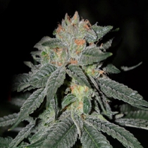 Lemon Venom (Cream Of The Crop) Cannabis Seeds