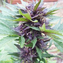 Narco Purps Auto (Cream Of The Crop) Cannabis Seeds
