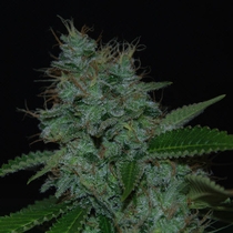 Narcotherapy (Cream Of The Crop Seeds) Cannabis Seeds