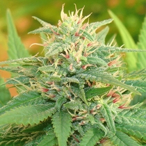 Narcotic Kush (Cream Of The Crop Seeds) Cannabis Seeds