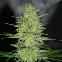 Pretty Lights (Cream Of The Crop Seeds) Cannabis Seeds