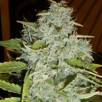 Psychofruit (Cream Of The Crop Seeds) Cannabis Seeds
