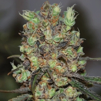 Purple Paralysis (Cream Of The Crop Seeds) Cannabis Seeds