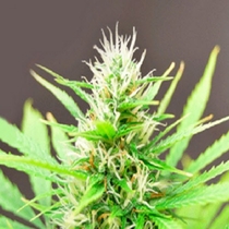 Robocrop  (Cream Of The Crop) Cannabis Seeds