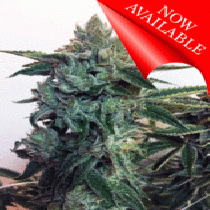 Sticky Zkittles Glue (Cream of the Crop Seeds) Cannabis Seeds