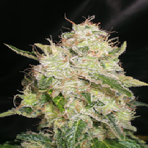 White Chronic (Cream Of The Crop Seeds) Cannabis Seeds