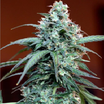 Auto Massassin (Critical Mass Collective) Cannabis Seeds