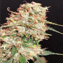 Auto Masszar (Critical Mass Collective) Cannabis Seeds