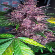Auto Mendo Mass (Critical Mass Collective) Cannabis Seeds