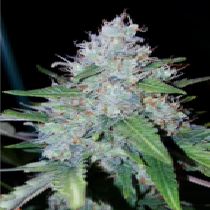 Auto Monster Mass (Critical Mass Collective) Cannabis Seeds