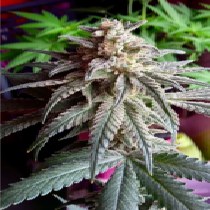 Auto Purple Dawg Mass (Critical Mass Collective) Cannabis Seeds