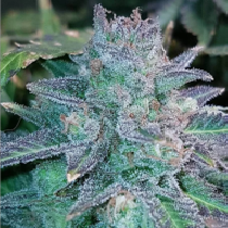 Auto Purple Skunk Mass (Critical Mass Collective) Cannabis Seeds