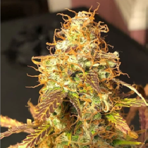 Auto Sour Melon Mass (Critical Mass Collective) Cannabis Seeds