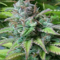 Monster Mass (Critical Mass Collective) Cannabis Seeds