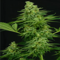 Moonshine Mass (Critical Mass Collective) Cannabis Seeds