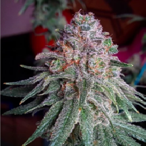 Purple Dawg Mass (Critical Mass Collective) Cannabis Seeds