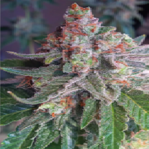 Purple Skunk Mass (Critical Mass Collective) Cannabis Seeds
