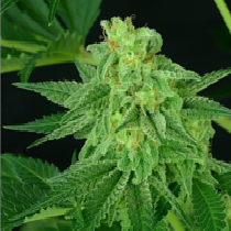 Super Mutant Mass (Critical Mass Collective) Cannabis Seeds