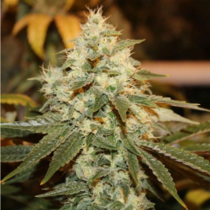 Chem Berry D (Dark Horse Genetics) Cannabis Seeds
