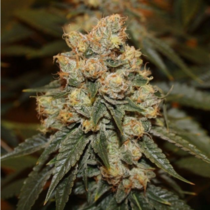 Gamma Berry (Dark Horse Genetics) Cannabis Seeds