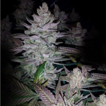 Kings Banner (Dark Horse Genetics Seeds) Cannabis Seeds