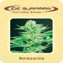 Amazonia (De Sjamaan Seeds) Cannabis Seeds