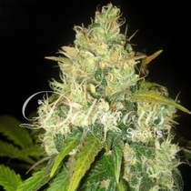 Black Russian (Delicious Seeds) Cannabis Seeds