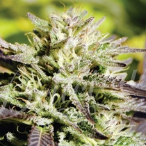 Caramelo Early Version (Delicious Seeds) Cannabis Seeds