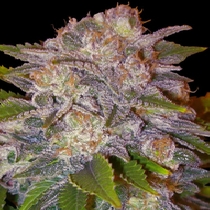 Caramelo (Delicious Seeds) Cannabis Seeds